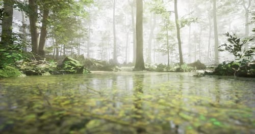 Sunlight Filters Through a Dense Forest Creating a Serene Atmosphere