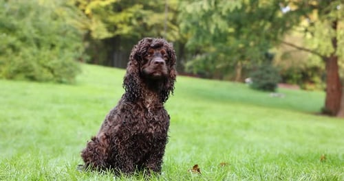 Schöner irischer Wasserspanielhund im Park