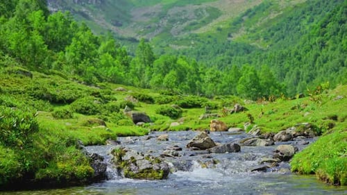 Sommerlandschaft in den Bergen Der Fluss eines Gebirgsflusses