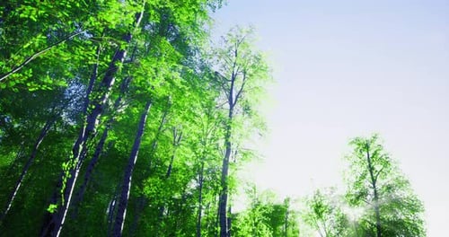 Lush Green Trees Reaching Towards a Clear Sky in a Vibrant Forest