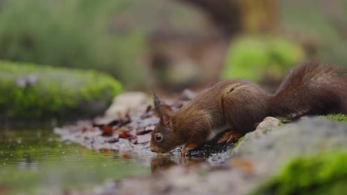 Rotes Eichhörnchen frisst langsam auf Moos, Nahaufnahme von Pfoten und Schnurrhaaren