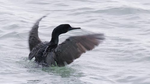 Schwarzer Kormoran, wilder Seevogel, der versucht, von der Wasseroberfläche abzuheben, bewölkter Tag