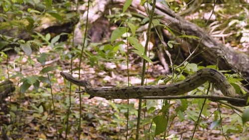 serpent qui se fond parfaitement dans son habitat feuillu. Un maître du déguisement !