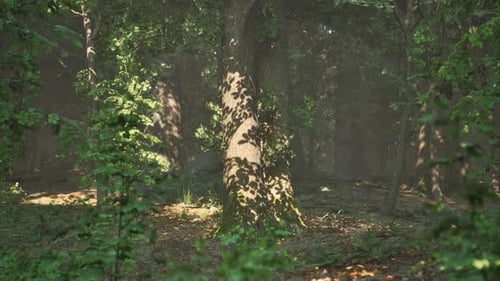 Schöner Morgen im Wald