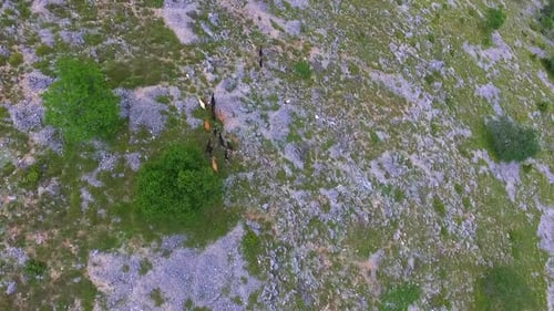 A herd of mountain goats run on sloping rocky terrain, photographed from above