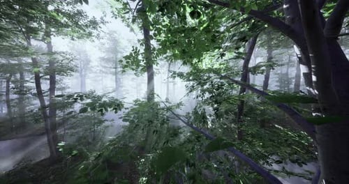 Misty Forest with Sunlight Filtering Through Tall Trees at Dawn