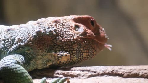 A Lizard Rests on a Rock Showcasing Its Vibrant Colors and Scales