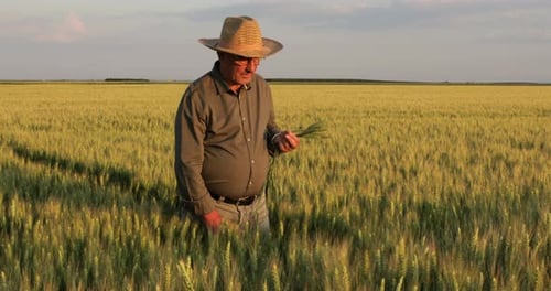 Senior farmer walking in wheat field examining crop at sunset.