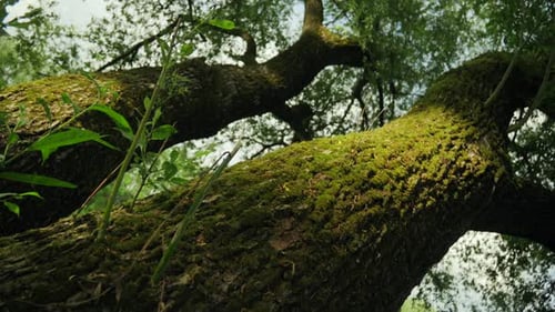 Primer plano de un tronco de árbol cubierto de musgo con hojas y ramas de un verde exuberante que se extienden hacia arriba