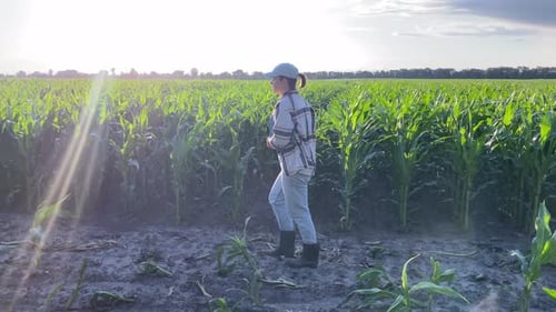 Beautiful Woman Agronomist Inspects Crop Fields in Golden Hour Sunset