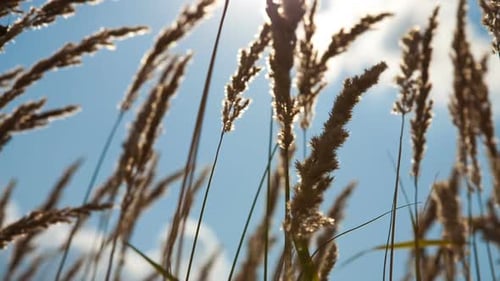 Field of Grass During Sunset