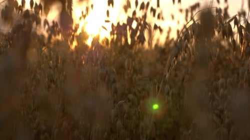 Golden oats ears bask in sunset sunlight in a beautiful agricultural field