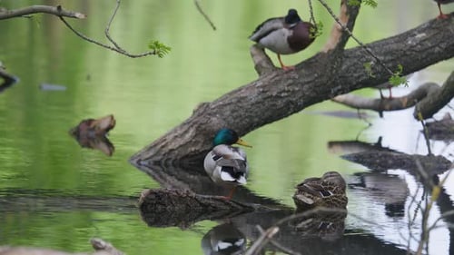 Relaxing Ducks in a Rural Pond