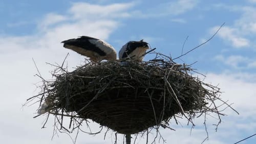Laps de temps d'une famille de cigognes dans son nid sur un pilier