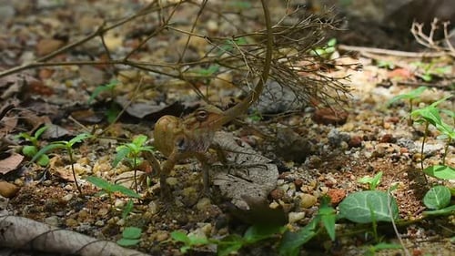 Una lagartija de jardín oriental hembra levanta la cabeza en un jardín