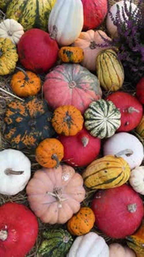 Pumpkin Patch at Farm