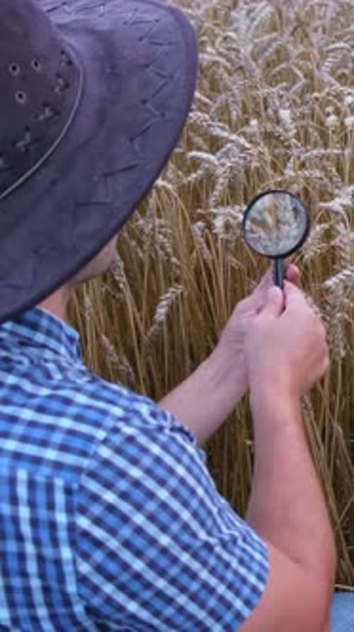 Wheat Field Inspection Through Magnifying Glass