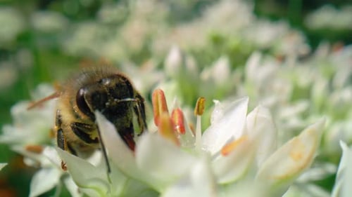 Close up of honey bee walking on flower and looking for pollen. Shot with RED helium camera in 8K.
