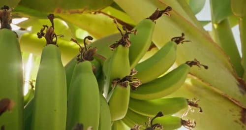 Closeup of a Bunch of Bananas Growing on a Tree in a Banana Plantation