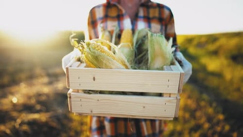 Caucasian Young Beautiful Woman Farmer Walks Through Field and Carries in Hands Box with Harvested