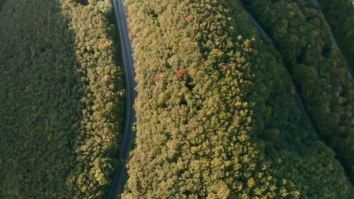 Aerial chasing drone shot of cars driving on a winding mountain road in the middle of a forest.
