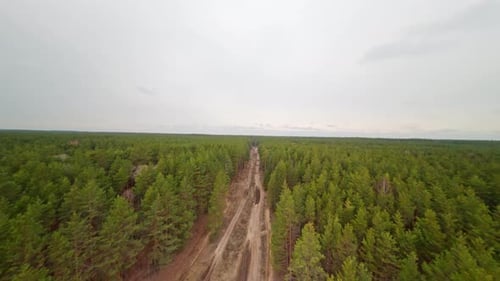 Landscape with FPV drone on a large pine forest with a road. View from above. Spring.