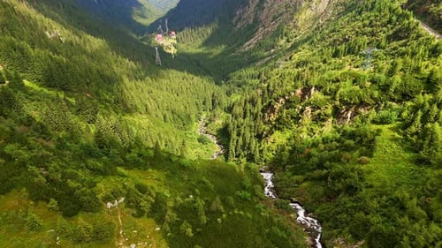 Narrow mountain river flows in the gulch among the pine tree woods.