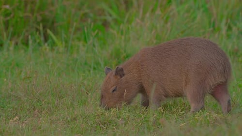 La intrigante dinámica de las familias de animales en la naturaleza