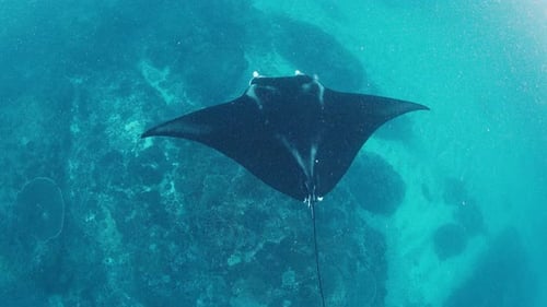The Giant Oceanic Manta Ray Giant Manta Ray or Oceanic Manta Ray Mobula Birostris Swims in the Ocean