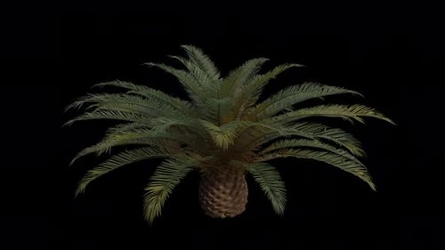 Canary Island Date Palm Tree blowing in the wind. Alpha Channel. Loop Animation