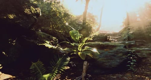 Bright Sunlight Illuminating Lush Green Plants in a Tranquil Forest Setting