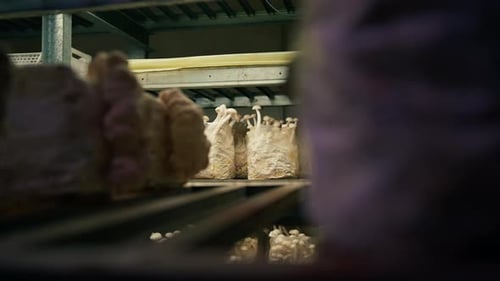 Anbau von Shimiji-Pilzen Öko-Lebensmittel Biofarm Vegetarisches Essen Speisepilze wachsen in Plastik