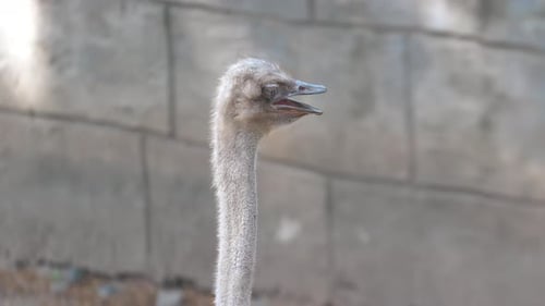 Ostrich with Beak Open Standing Against Blurred Background of Stone