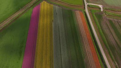 Aerial view of vibrant tulip fields in bloom, Obdam, North Holland, Netherlands.
