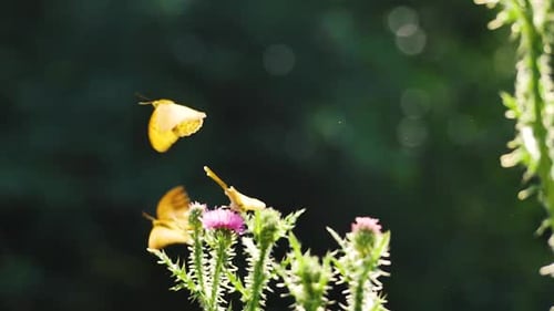 Zwei europäische Schmetterlinge fliegen zusammen um Distelblüten und scheinen zu tanzen.