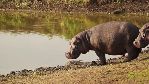 Hippo, Hippopotamus on Mara river bank in low sun sunlight near water African Wildlife in Maasai Mar