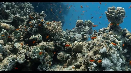 The Magic of the Ocean: Witnessing the Movement of Schools of Fish in their Natural Habitat 4K