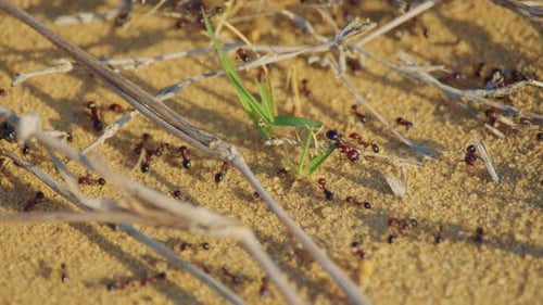 Primer plano de hormigas bicolores arrastrándose por un terreno arenoso