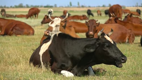 Herd of Cows Grazing in Pasture Field