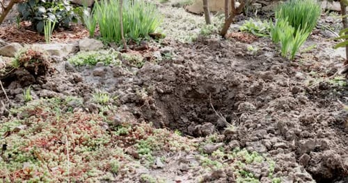 Growing Plant in the Backyard Garden Landscaping Preparing Holes for Planting Plants in the Ground