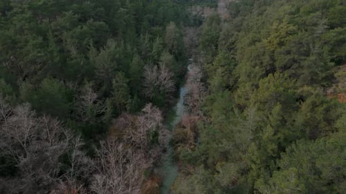 An Aerial Shot From a Camera Flying Along a Small River in a Wild Forest