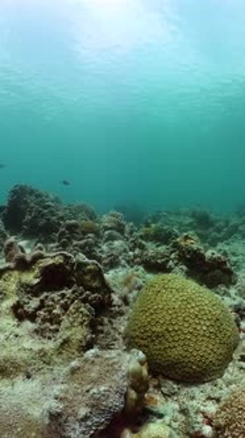 Coral Reef and Marine Fish Underwater World