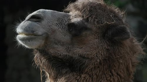 Camel close up with fluffy fur
