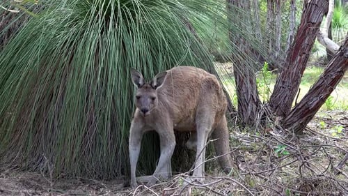 Lazy Kangaroo Resting by Bush in Australian Wilderness
