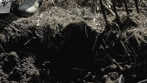 digging garden with a garden fork with people stock image and stock photo