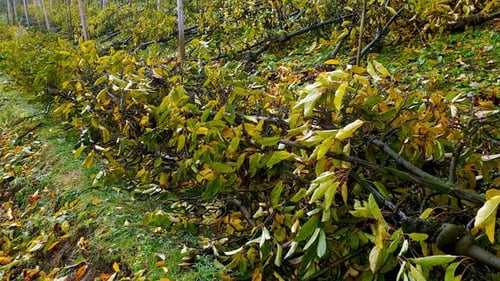 Uprooted apple trees waiting to be removed in order to plant new trees.