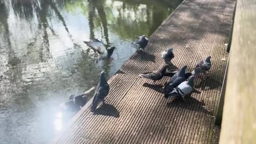 Flock of Pigeons Eating by Pond
