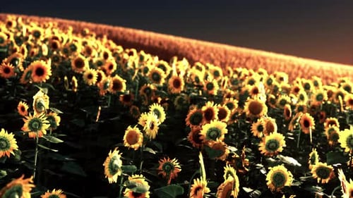 Field of Blooming Sunflowers on a Background Sunset