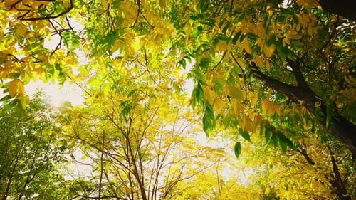 Beau paysage d'automne contre le ciel