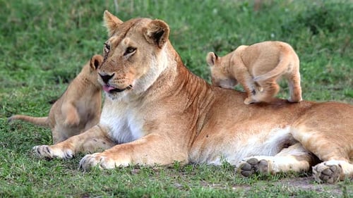 Lioness and cubs relaxing in Tanzania grassland
